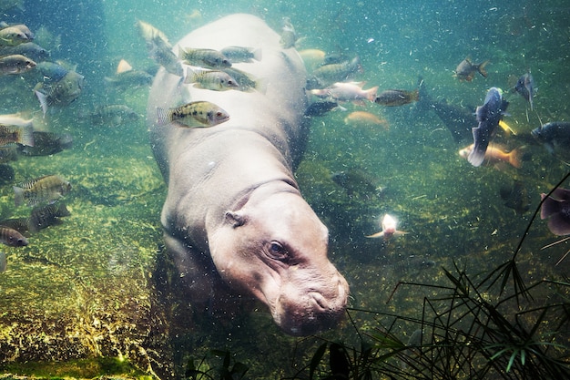 Foto hipopótamo, hippopotamus amphibius, sudáfrica