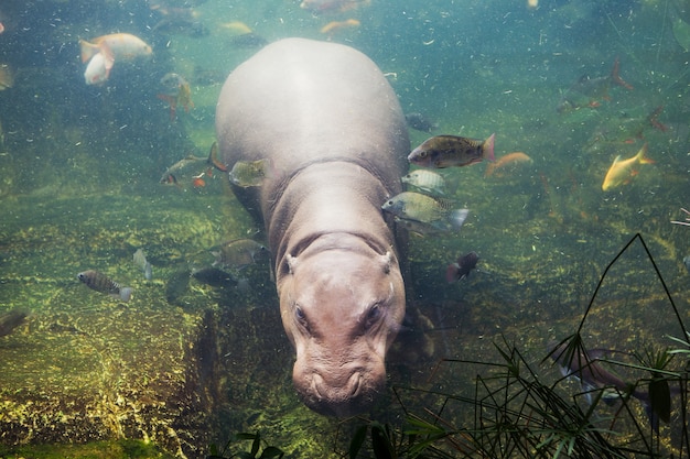 hipopótamo, Hippopotamus amphibius, Sudáfrica