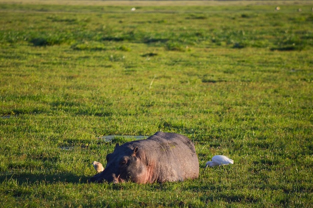 Hipopótamo en el lago en los pantanos de Amboseli Kenia África