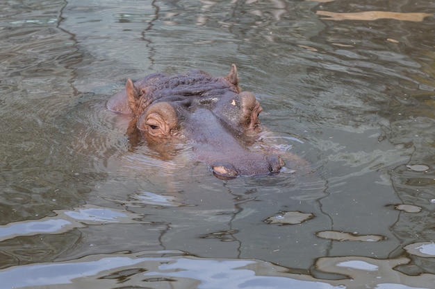 Hipopótamo mirando desde el agua