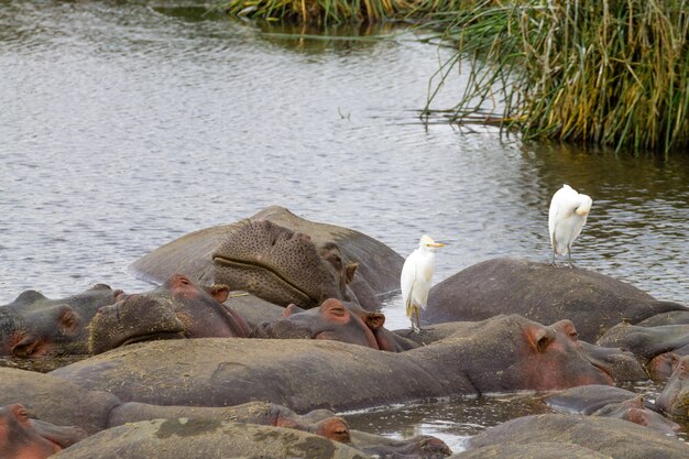 Hipopótamo na água. Cratera da Área de Conservação de Ngorongoro, na Tanzânia. Vida selvagem africana