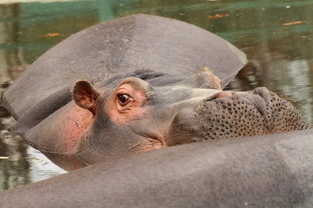 Foto hipopótamo na água