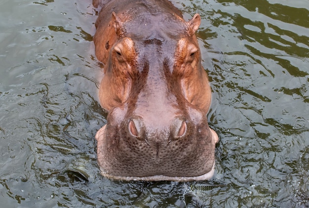 Hipopótamo na piscina