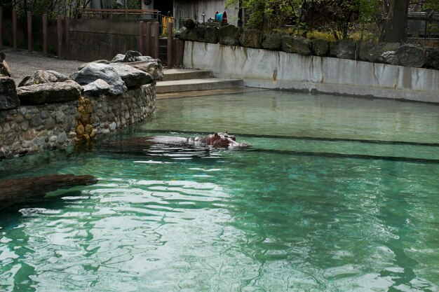 Hipopótamo nadando na água, animal perigoso no zoológico Hipopótamo desfrutando de submergir e aparecer na superfície da água no zoológico da Filadélfia