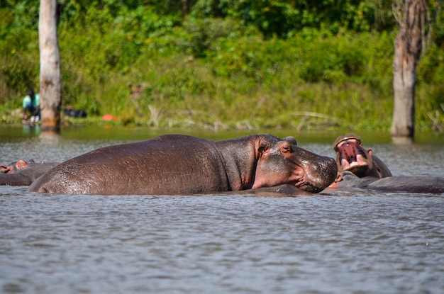 Hipopótamo nadando no lago Naivasha Kenya África