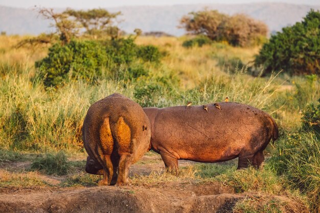 Foto hipopótamo no campo