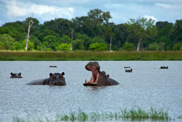 Hipopótamo no Okavango Delta Moremi National Park em Botswana