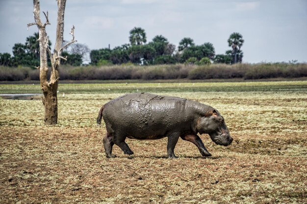 Foto hipopótamo en el parque nacional de selous