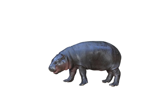 Hipopótamo pigmeo aislado sobre un fondo blanco con un camino cortado Este hipopótamo se llama Moo Deng