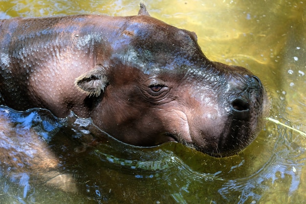 Hipopótamo pigmeo en el Bioparc de Fuengirola