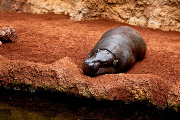 Foto hipopótamo pigmeo, hexaprotodon liberiensis