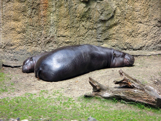 hipopótamo pigmeu com filhote pequeno encontra-se na areia. Choeropsis liberiensis de perto. zoológico de Berlim