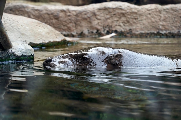 hipopótamo relaxando no rio selvagem