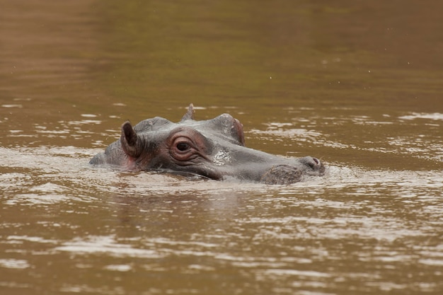 Hipopótamo en el río Mara