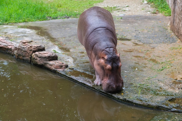 Hipopótamo en el río