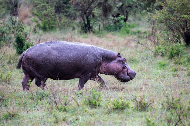 Hipopótamo en la sabana de Kenia