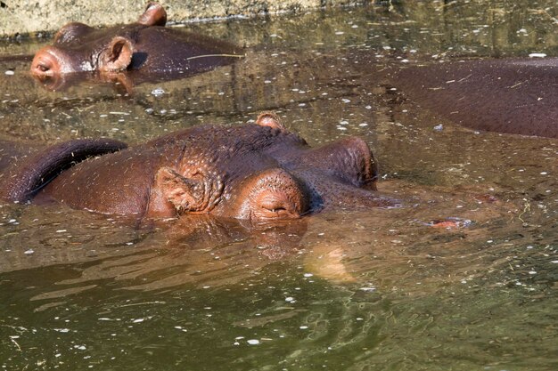 Hipopótamo se salva del calor