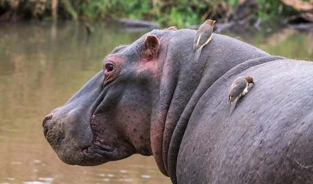 El hipopótamo también se llama hipopótamo, hipopótamo común o hipopótamo de río.