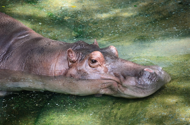 Hipopótamo tumbado en el agua.