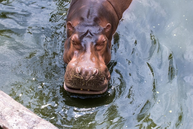 hipopótamo en el zoológico