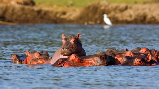 Hipopótamos de naivasha e heron. macho alfa. quênia, áfrica