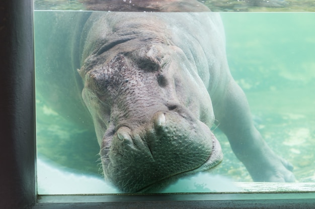 Hipopótamos durmiendo bajo el agua en el zoológico de Dusit, Tailandia.