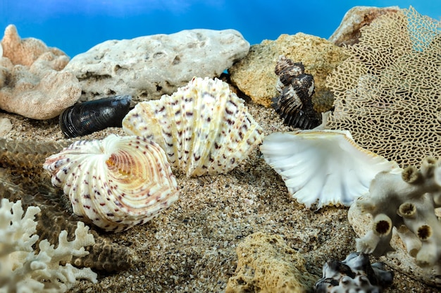 Foto hipopótamos marinos conchas en la arena bajo el agua