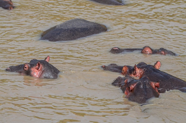 Hipopótamos nadam no rio Masai Mara National Park Kenya África