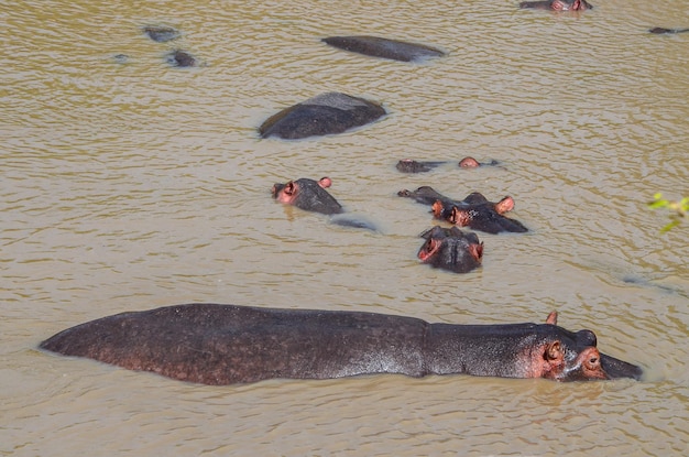 Los hipopótamos nadan en el río Parque Nacional Masai Mara Kenia África