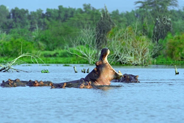 Hipopótamos no Parque Nacional do Lago Naivasha, no Quênia