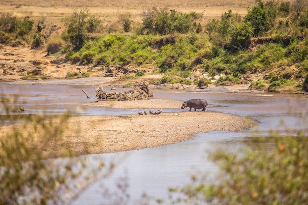 Hipopótamos no parque nacional Masai Mara, animais selvagens na savana. Quênia, África