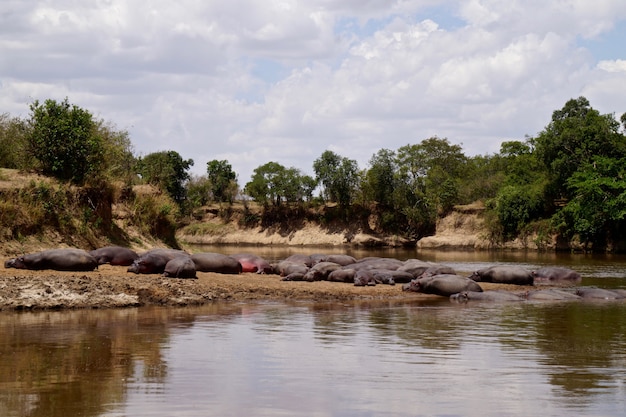 Foto hipopótamos no parque nacional masai mara - quênia