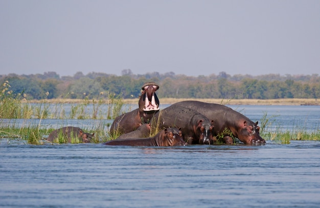 Hipopótamos en el Bajo Zambezi