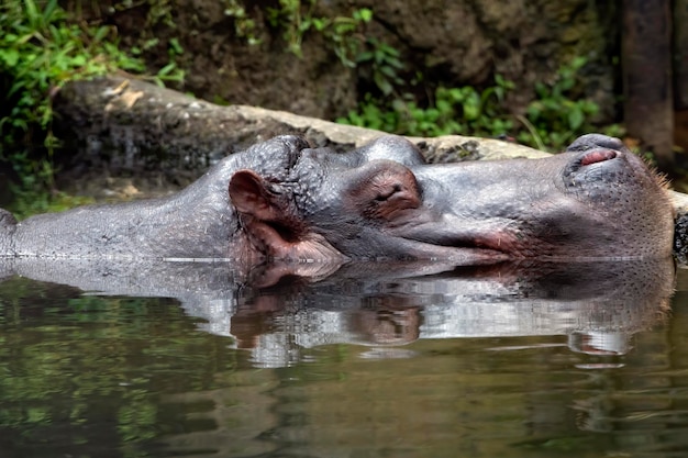 Hipótamo nadando nas lagoas