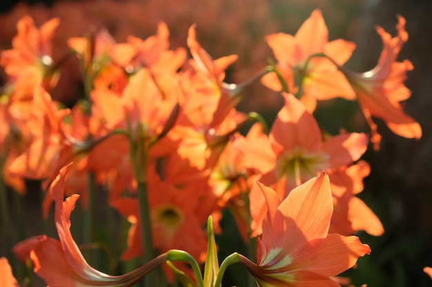 Foto hippeastrum é um gênero da família amaryllidaceae. canteiro de flores de amarílis no jardim tropical.