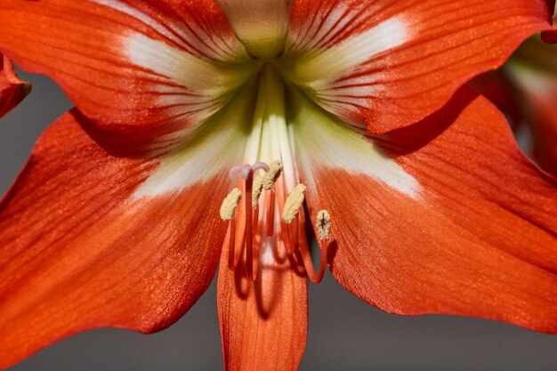 Hippeastrum florece Hippeastrum lat Hippeastrum es un género de plantas de la familia Amaryllis