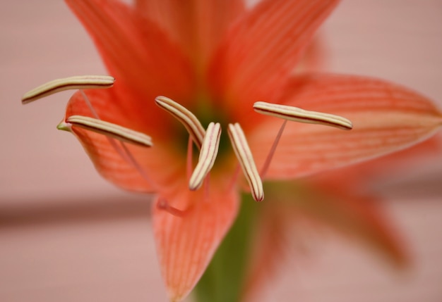 Hippeastrum johnsonii Bury Flowers