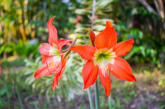 Hippeastrum- oder Amaryllisblume, die im Garten im Freien im Sommer blüht.