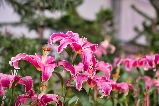 Hippeastrum rosa e branco. florescendo flores coloridas no jardim como pano de fundo floral