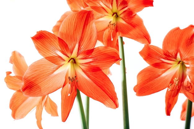 Hippeastrum rutilum en plena floración sobre fondo blanco.