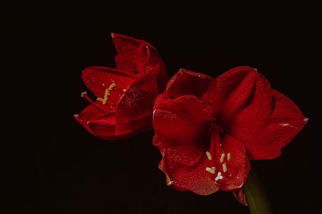 Hippeastrum vermelho sobre um fundo preto Conceito de saúde da mulher Dia dos Namorados Flor escarlate do amor Foto macro em close de gotas nas pétalas Uma referência à ternura, cuidado e bondade