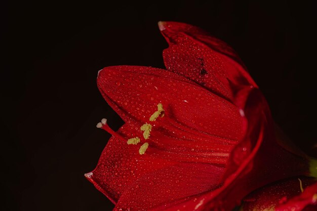 Hippeastrum vermelho sobre um fundo preto Conceito de saúde da mulher Dia dos Namorados Flor escarlate do amor Foto macro em close de gotas nas pétalas Uma referência à ternura, cuidado e bondade