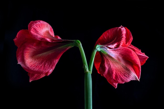 Hippeastrumamaryllis zwei rote Farbknospen auf schwarzen Hintergrundbeschaffenheitsblumenblättern