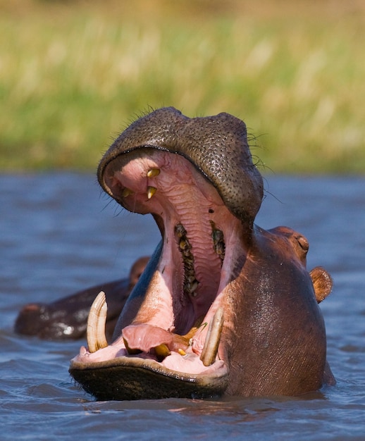 Hippo está sentado na água, abrindo a boca e bocejando