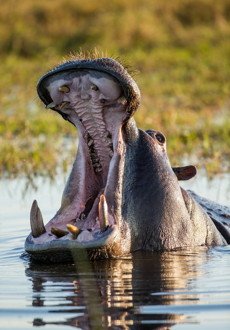 Foto hippo sitzt im wasser, öffnet den mund und gähnt