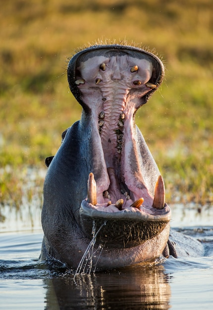 Hippo sitzt im Wasser, öffnet den Mund und gähnt