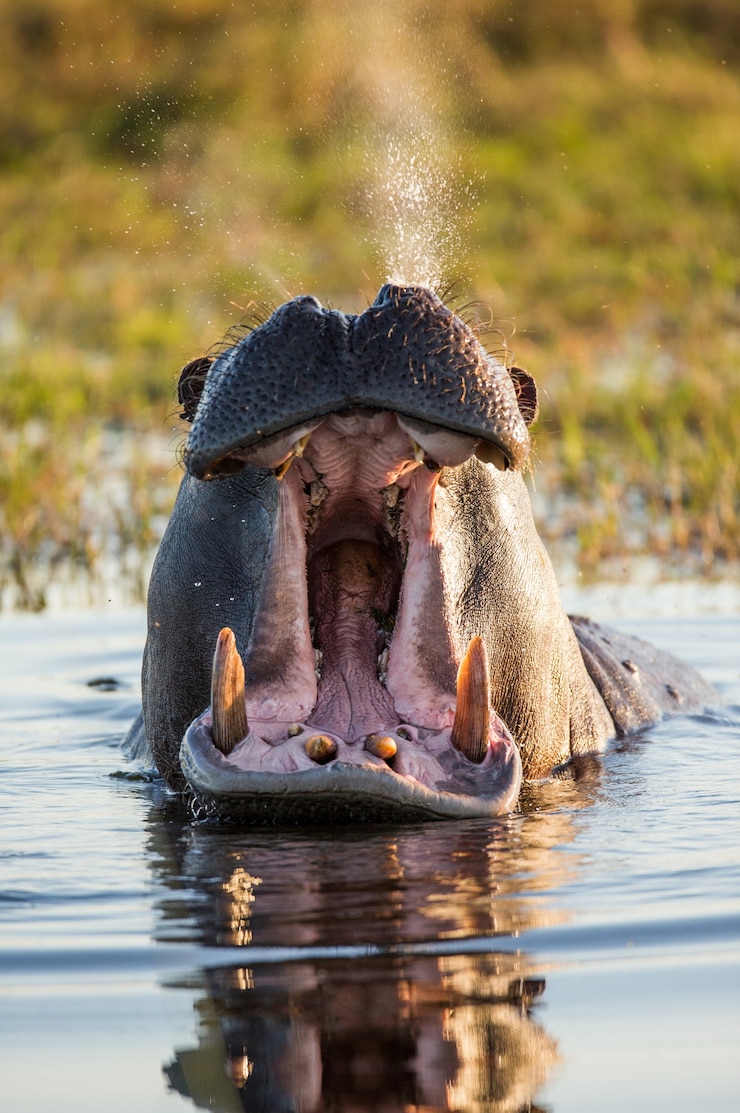 Foto hippo sitzt im wasser, öffnet den mund und gähnt