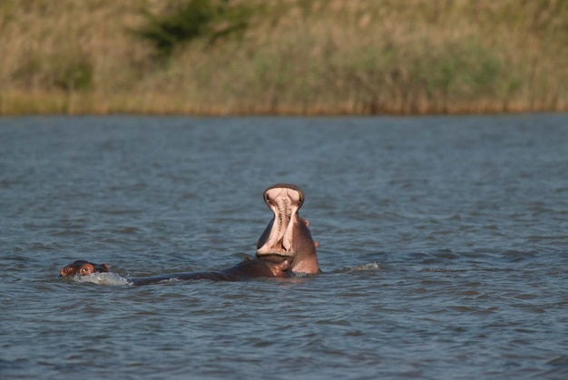 HIPPOPOTAMUS AMPHIBIUS en abrevadero Parque Nacional Kruger Sudáfrica