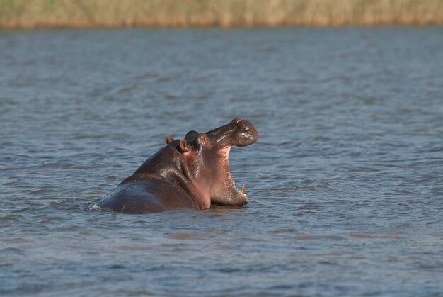 HIPPOPOTAMUS AMPHIBIUS en abrevadero Parque Nacional Kruger Sudáfrica