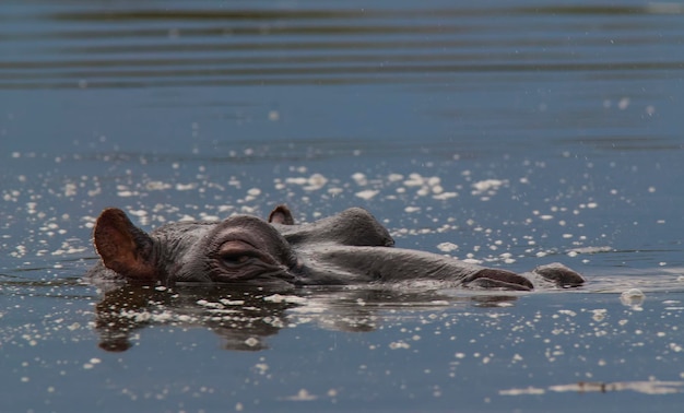 HIPPOPOTAMUS AMPHIBIUS en abrevadero Parque Nacional Kruger Sudáfrica